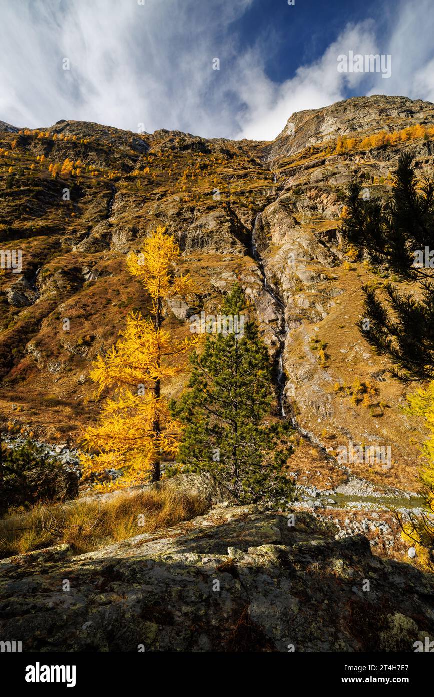 Gelbe europäische Lärchen (Larix decidua) im Herbst in Saastal, Wallis Stockfoto