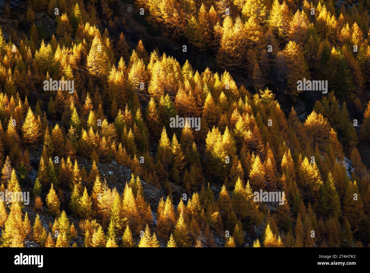 Herbstwald mit Lärchen im Herbst, Saastal Stockfoto