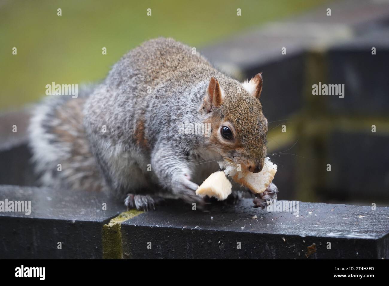 Eichhörnchen Essen Stockfoto