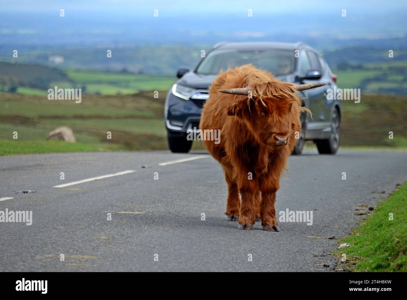 Ein Highland-Kalb, das auf der Straße steht und die Autos anhalten und sie meiden lässt, Dartmoor-Nationalpark, Devon, September 2023 Stockfoto