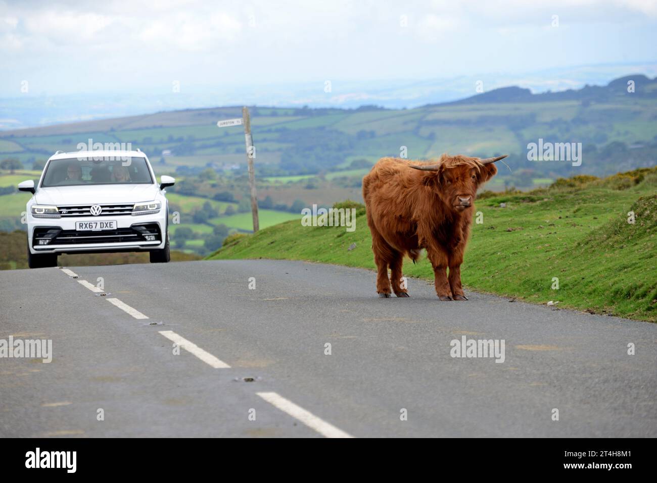 Ein Highland-Kalb, das auf der Straße steht und die Autos anhalten und sie meiden lässt, Dartmoor-Nationalpark, Devon, September 2023 Stockfoto