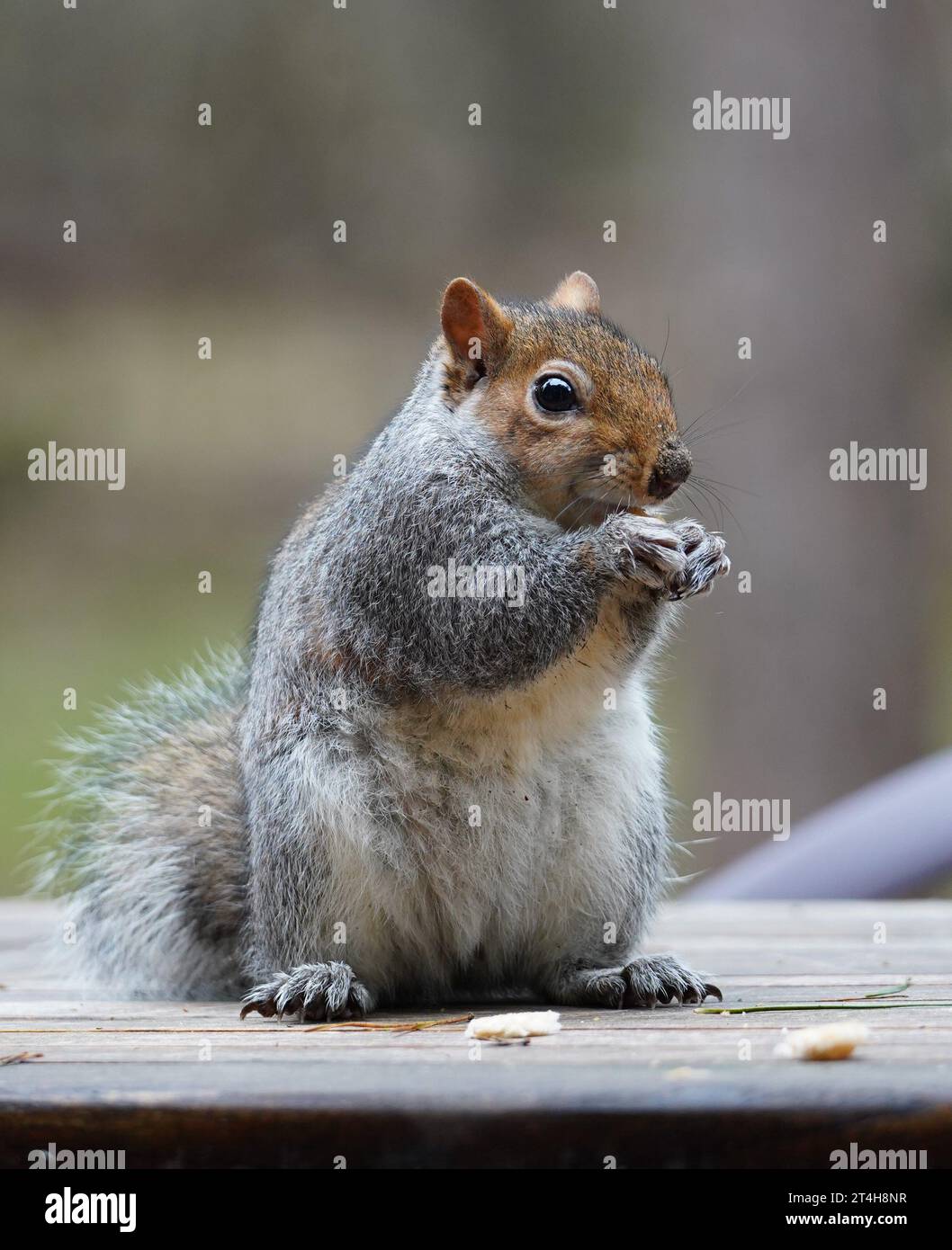 Eichhörnchen sitzen Stockfoto