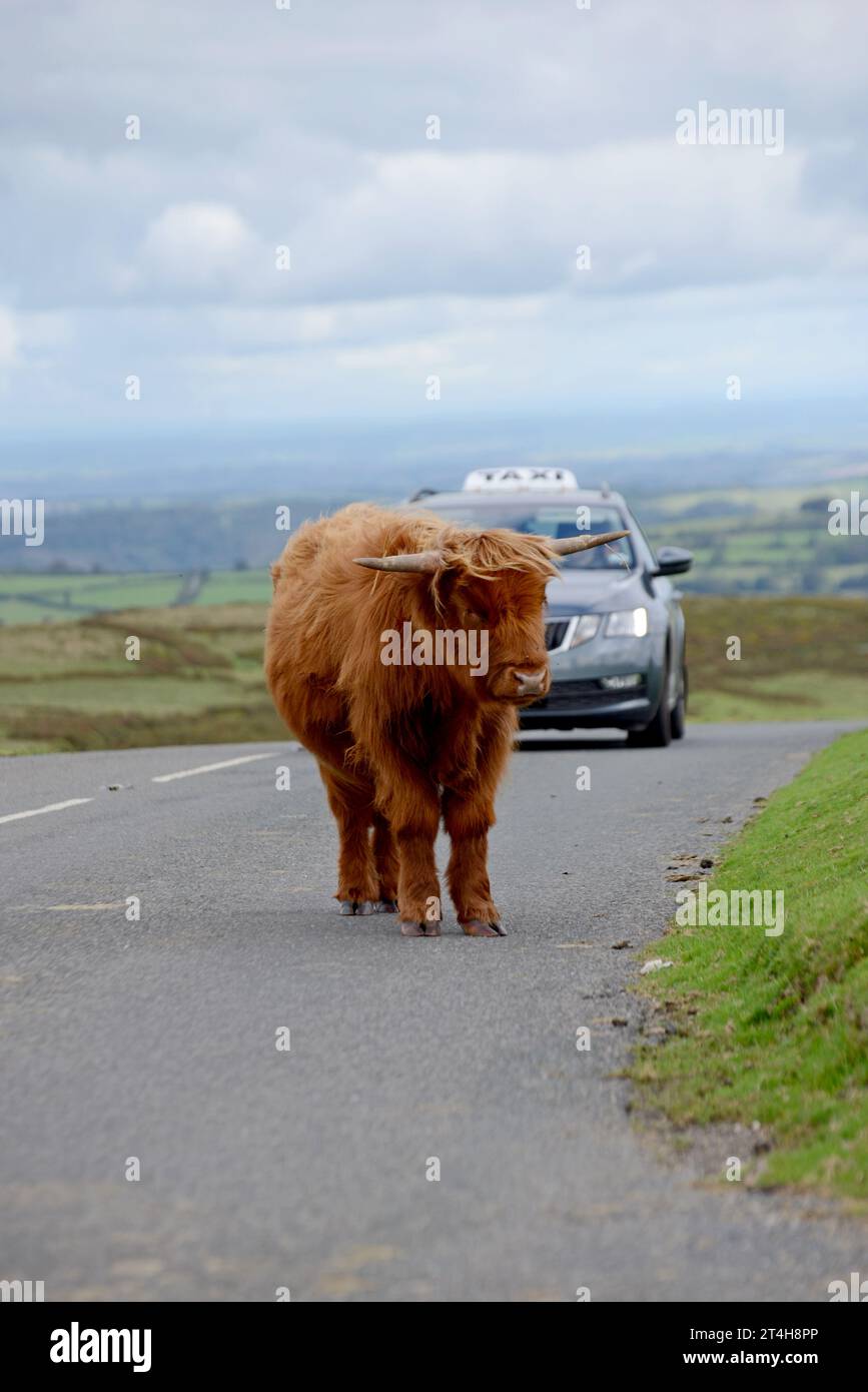 Ein Highland-Kalb, das auf der Straße steht und die Autos anhalten und sie meiden lässt, Dartmoor-Nationalpark, Devon, September 2023 Stockfoto