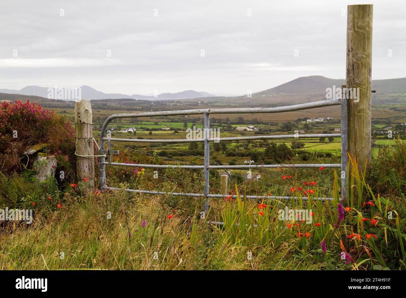 Blick durch ein geschlossenes galvanisiertes Metalltor auf eine wunderschöne hügelige irische Landschaft mit vielen Wildblumen Stockfoto