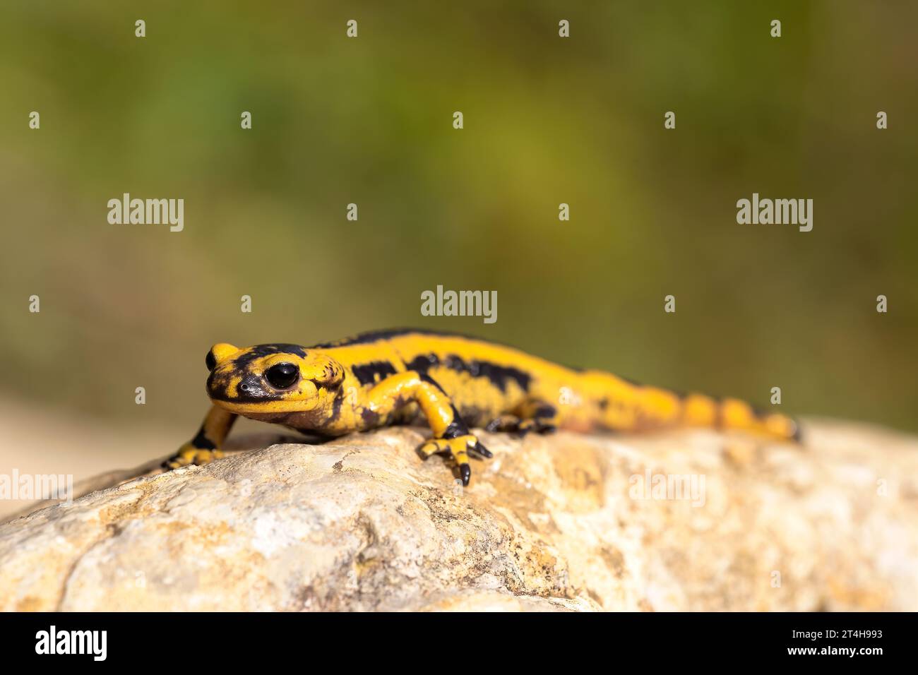 Gelber und schwarzer Salamander, der auf einem Felsen in der Sonne im Wald thront. Makrofoto von Amphibien, horizontal. . Kopierbereich Stockfoto