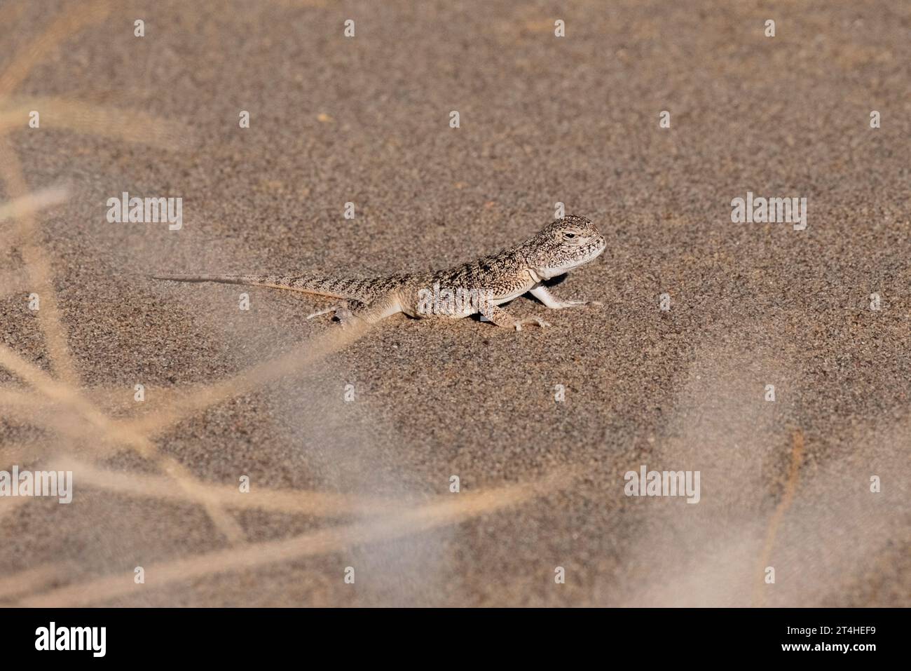 Eidechse auf dem Sand. Agama mit Krötenkopf oder Phrynocephalus interscapularis eine Wüste im Altyn-Emel-Nationalpark in Kasachstan. Stockfoto