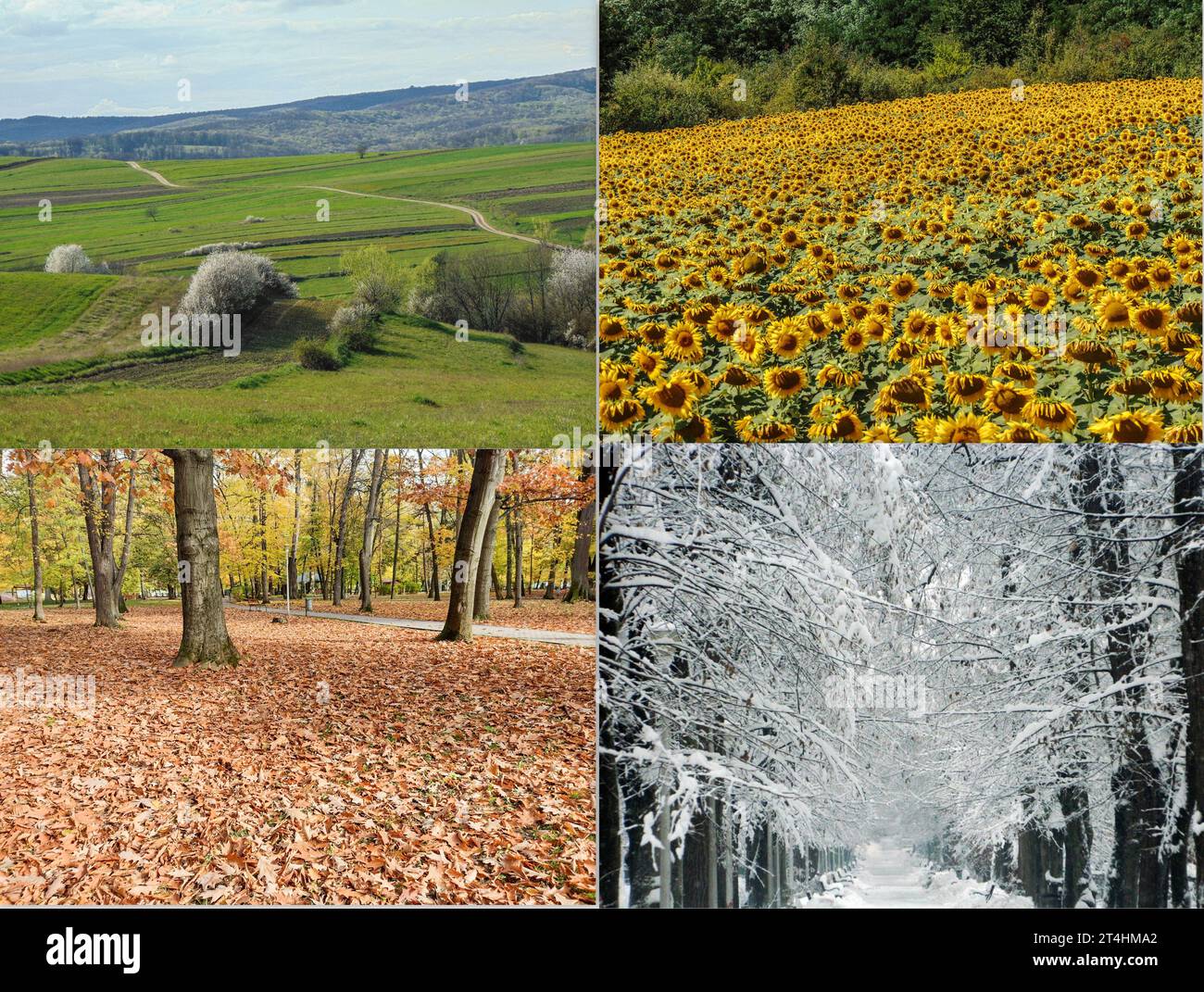 Die vier Jahreszeiten in einem Bild. Collage mit Frühling, Sommer, Herbst, Winter. Tapete mit Frühling, Sommer, Herbst, Winter Stockfoto