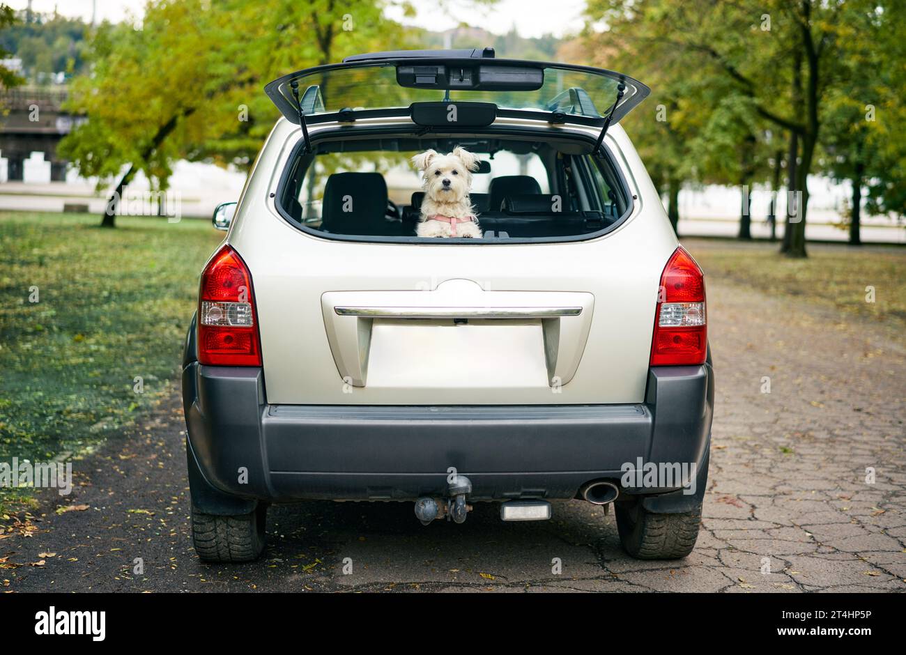 Ein süßer, lustiger Hund, der aus dem offenen Kofferraum im Auto blickt und aufmerksam in die Kamera blickt. Roadtrip, Urlaub, Urlaub, Reisekonzept Stockfoto