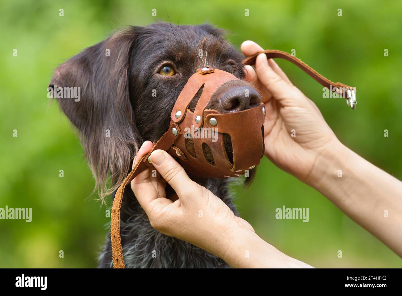 Menschliche Hände legen einen ledernen Maulkorb an, um einen Hund zu fesseln Stockfoto