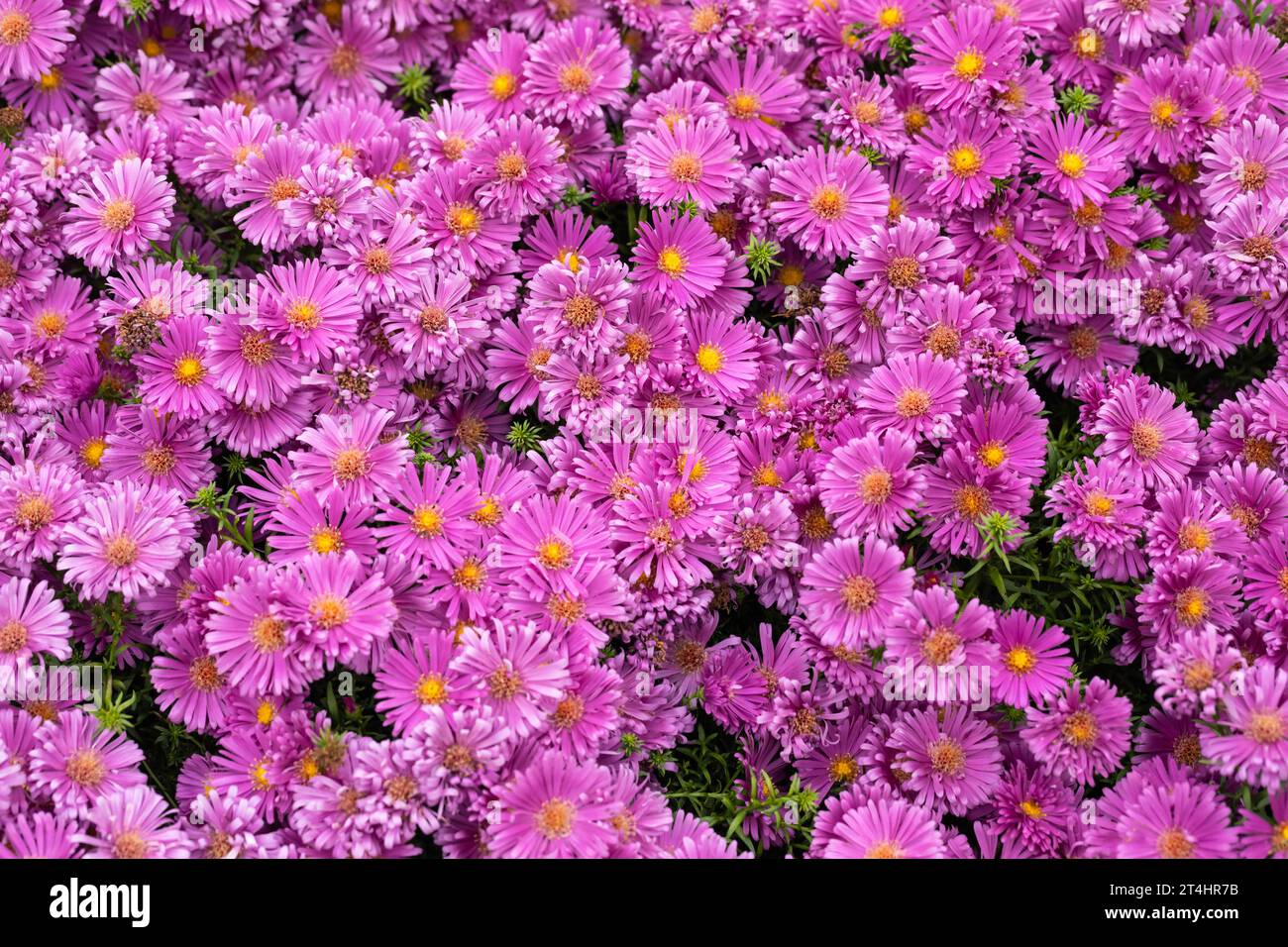 Kleine violette Aster-Blüten im Herbst UK Stockfoto