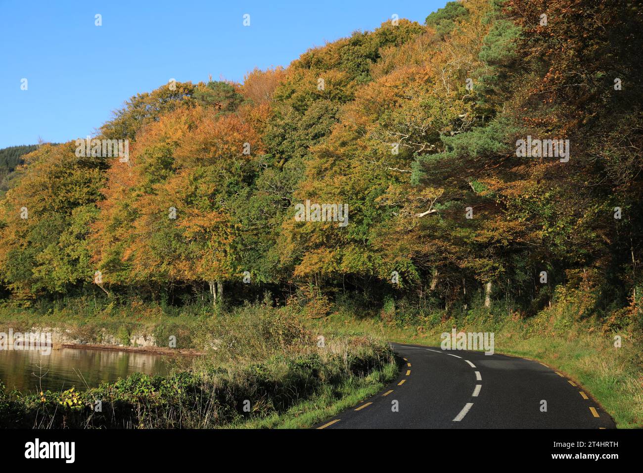 Landstraße im ländlichen County Leitrim, Irland, grenzt an den Lough Gill Lake und Bäume mit bunten Herbstlaub Stockfoto