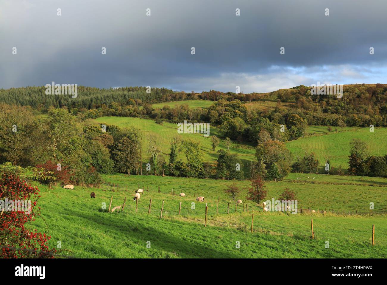 Landschaft in Newtownmanor, County Leitrim im Herbst mit sanften Hügeln mit grünen Feldern, Weiden und Wäldern Stockfoto