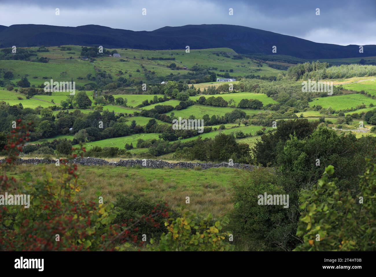 Die sanfte Hügellandschaft des County Sligo, Irland, bietet grüne Felder mit Ackerwiesen, die von Bäumen, Hecken und Trockenmauern umgeben sind Stockfoto