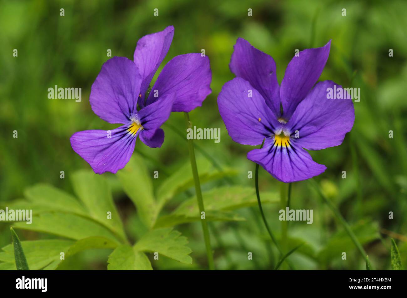 Langspornviolett (Viola calcarata) Stockfoto