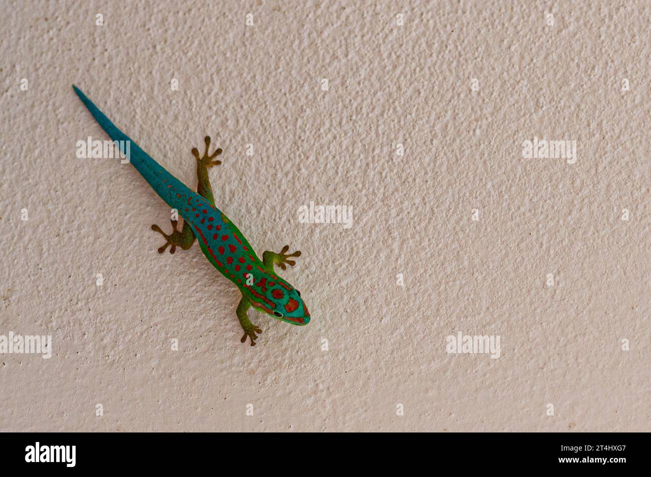 Bluetail Day Gecko, Phelsuma cepediana, senkrecht auf einer Mauer ruhen, La Gaulette, Mauritius, Ostafrika Stockfoto