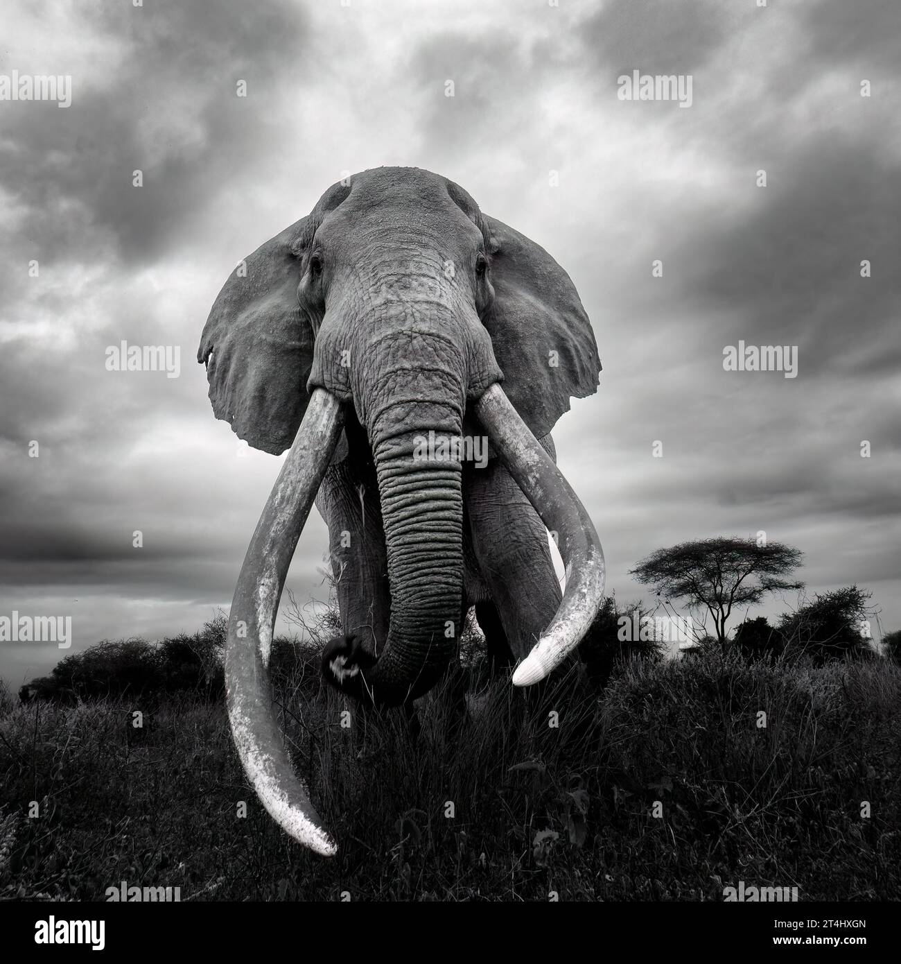 Ein afrikanischer Elefant, der auf einem grasbewachsenen Feld steht, mit langen Stoßzähnen, die aus seinem Gesicht ragen Stockfoto