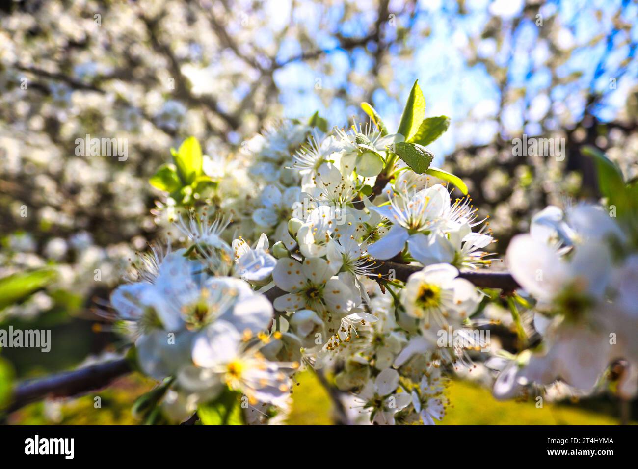 Farbenpracht der Natur: Zarte Blüten eines Baumes in voller Blüte / Farbenpracht der Natur: Zarte Blüten eines Baumes in voller Blüte Stockfoto