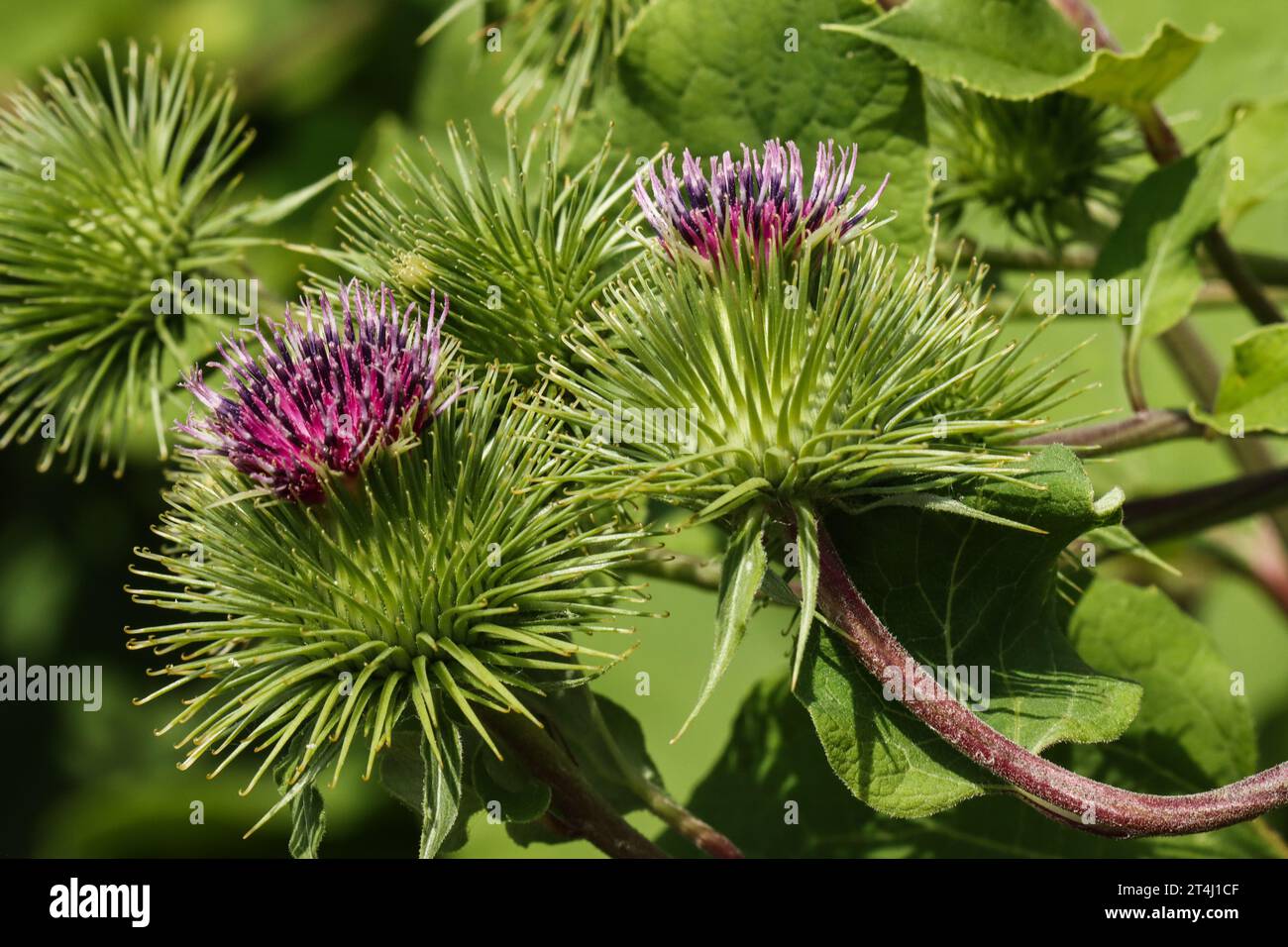 Klette, große Klette (Arctium lappa) Stockfoto