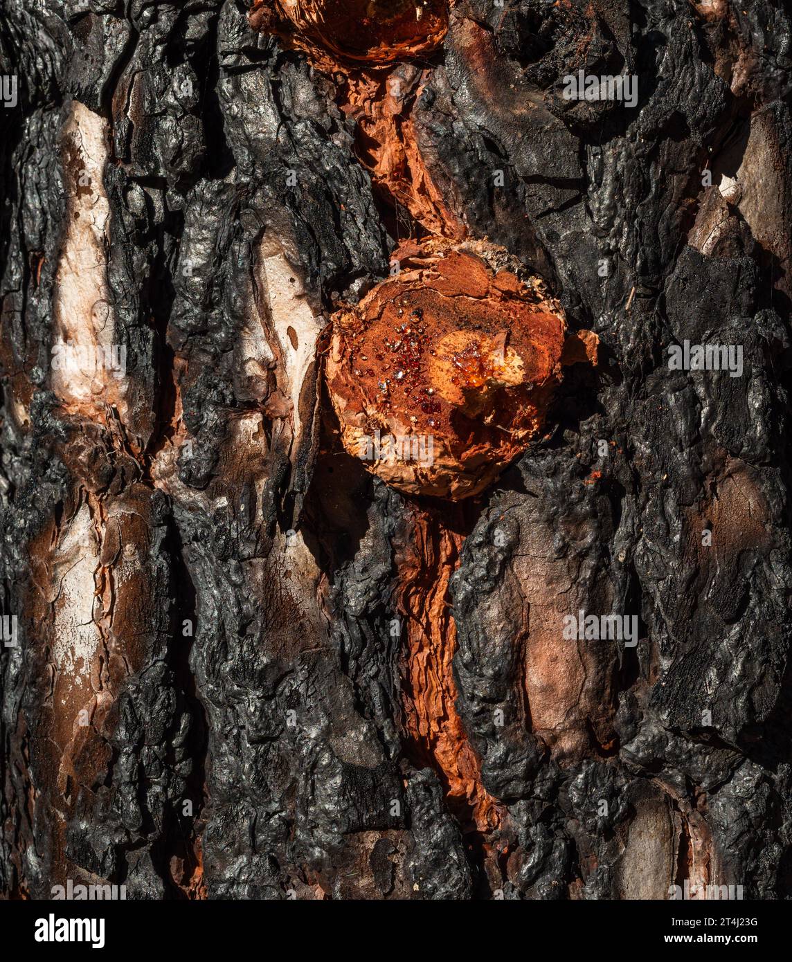 Rinde mit Orangenharz von einheimischen kanarischen Kiefern (Pinus canariensis), die bei einem Waldbrand verbrannt wurden und sich jetzt erholen, Chinyero, Teneriffa Stockfoto