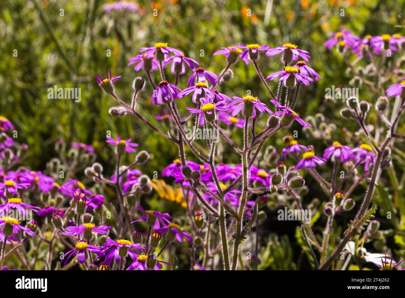 Helle und leuchtende lila Gänseblümchen wachsen wild auf dem Feld und leuchten vor Hintergrundbeleuchtung Stockfoto