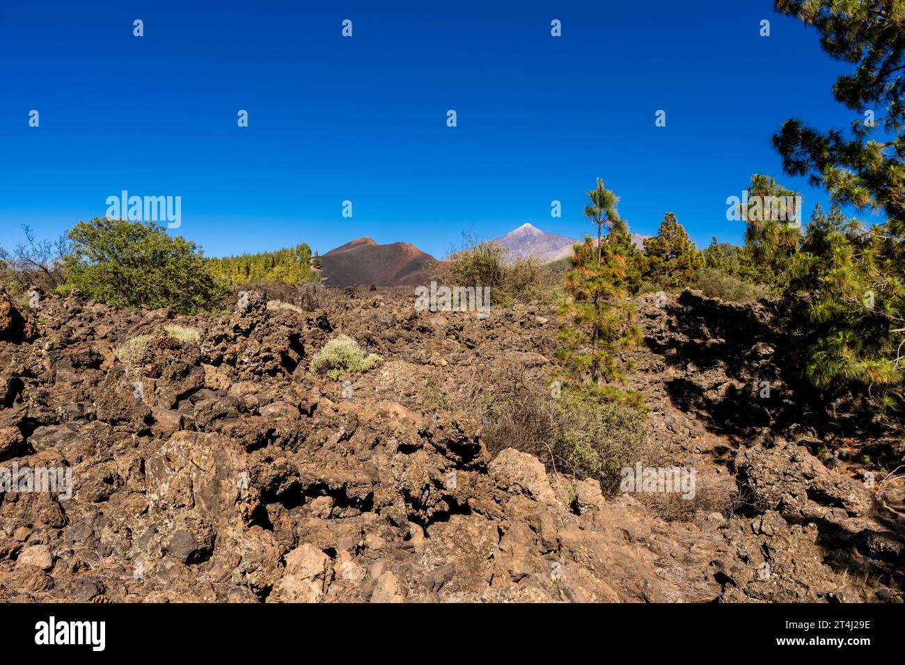 AA Lavastrom von der Eruption des Vulkans Chinyero 1909 (dunkelroter Berg mitten im Bild) mit dem Teide-Vulkan im Hintergrund, Chinyero, Teneriffa Stockfoto