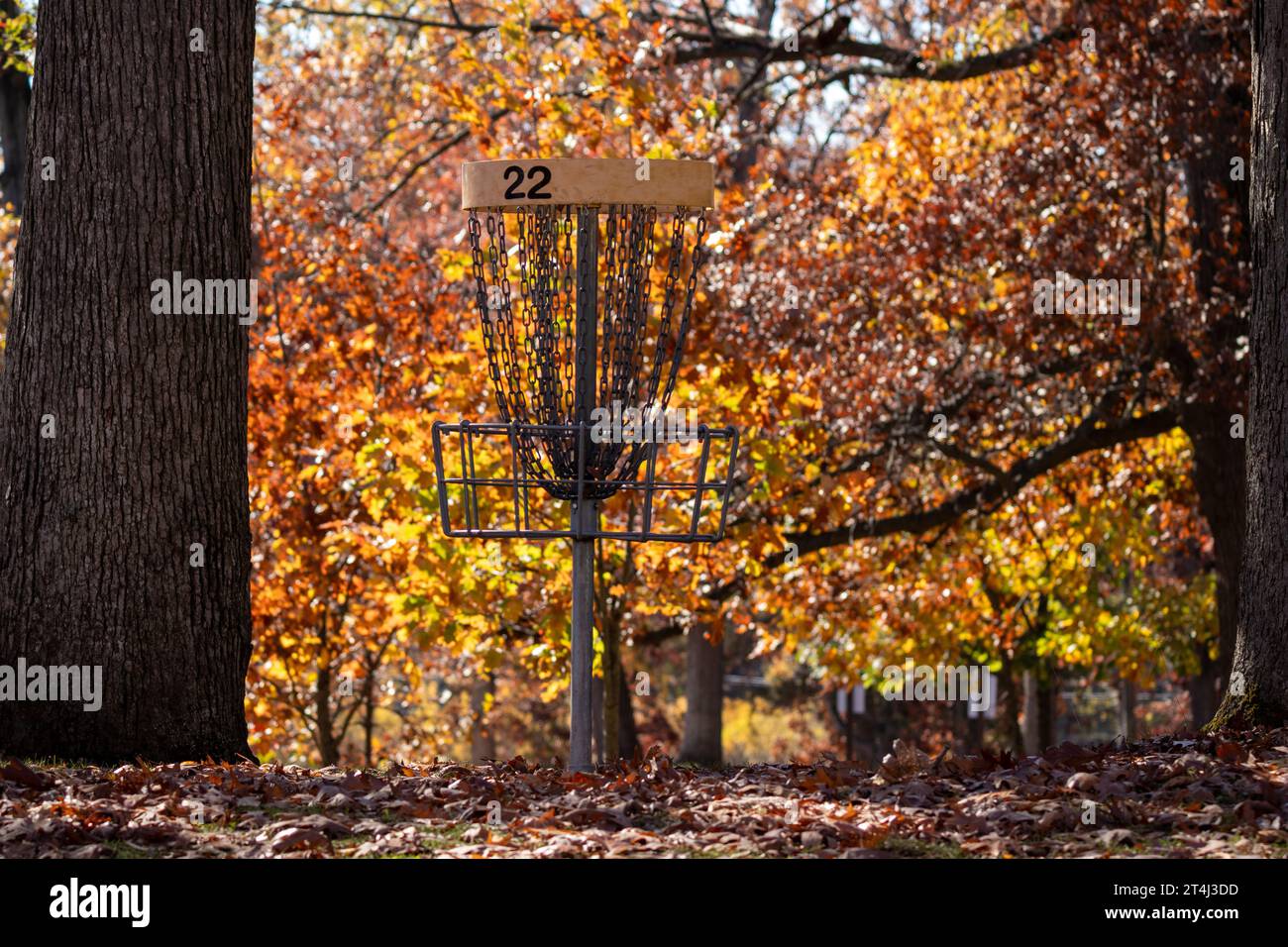 Disc-Golfkorb im Herbst in einem Park. Discgolf ist ein beliebtes Spiel im Freien Stockfoto