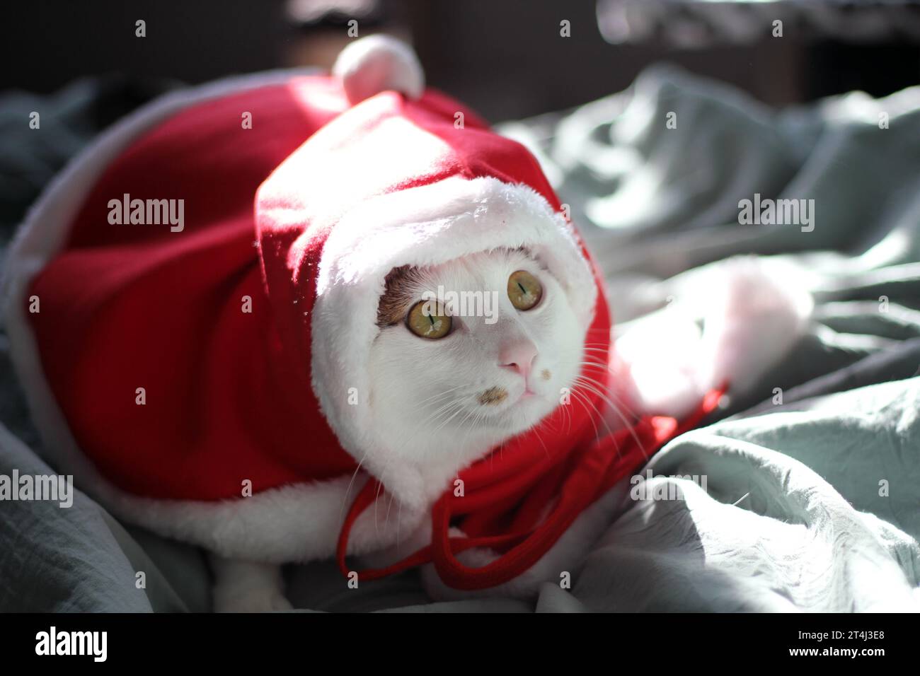 Süße japanische Bobtail-Katze, die einen Weihnachtsmann-Anzug trägt und auf dem Bett spielt Stockfoto