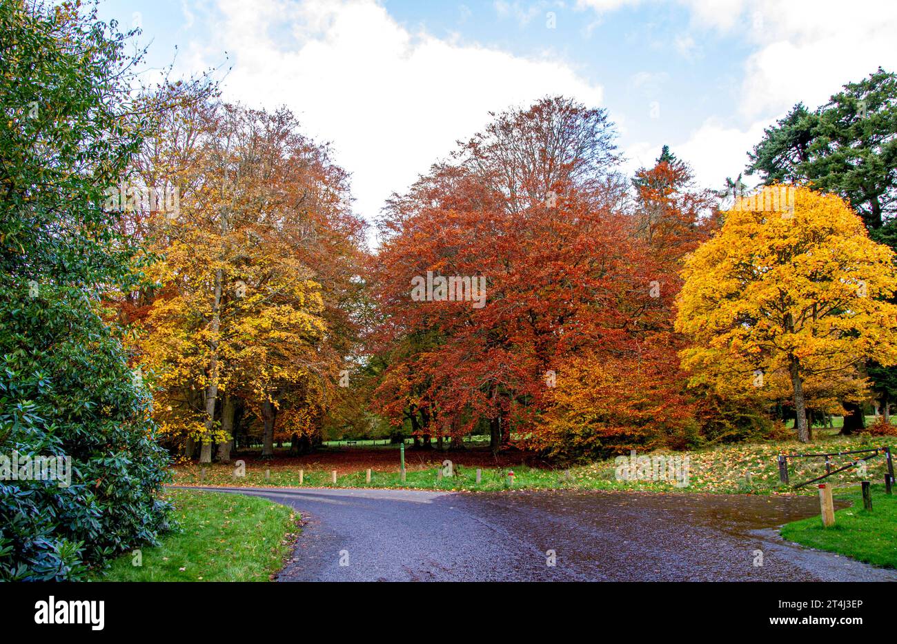 Dundee, Tayside, Schottland, Großbritannien. 31. Oktober 2023. Wetter in Großbritannien: Wunderschöne herbstliche Szenen im Dundee Camperdown Country Park in Schottland. Quelle: Dundee Photographics/Alamy Live News Stockfoto