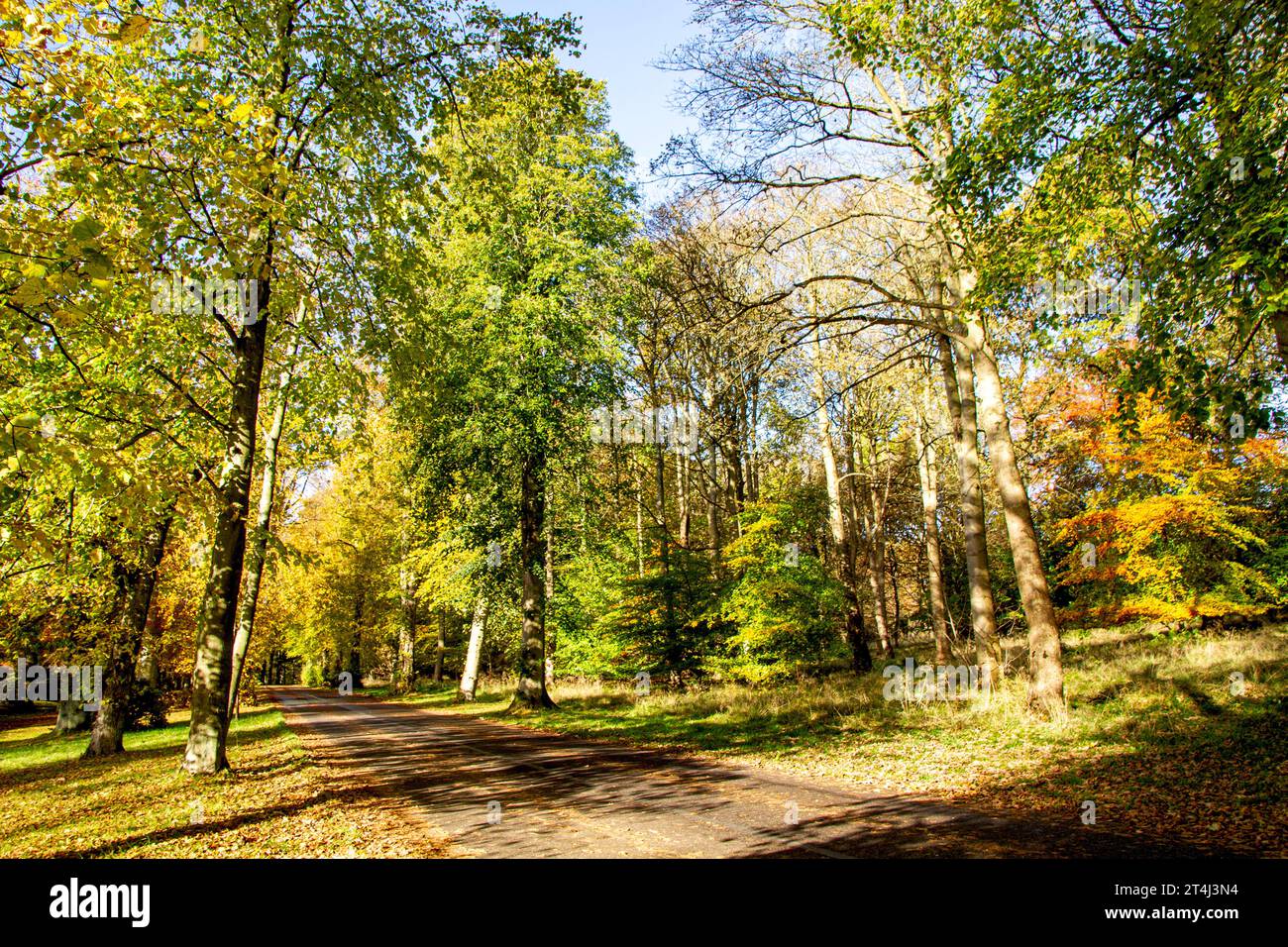 Dundee, Tayside, Schottland, Großbritannien. 31. Oktober 2023. Wetter in Großbritannien: Wunderschöne herbstliche Szenen im Dundee Camperdown Country Park in Schottland. Quelle: Dundee Photographics/Alamy Live News Stockfoto