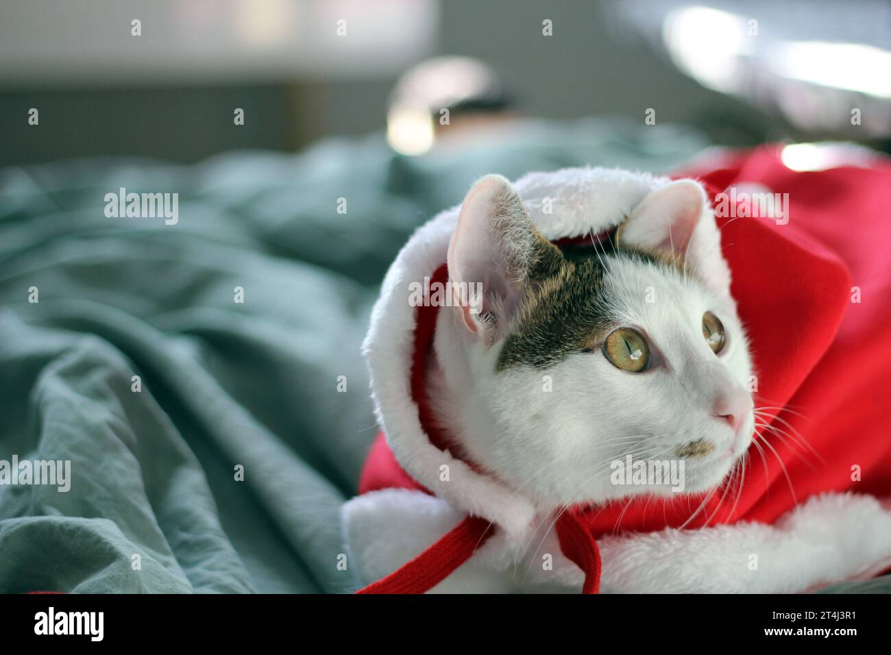 Süße japanische Bobtail-Katze, die einen Weihnachtsmann-Anzug trägt und auf dem Bett spielt Stockfoto