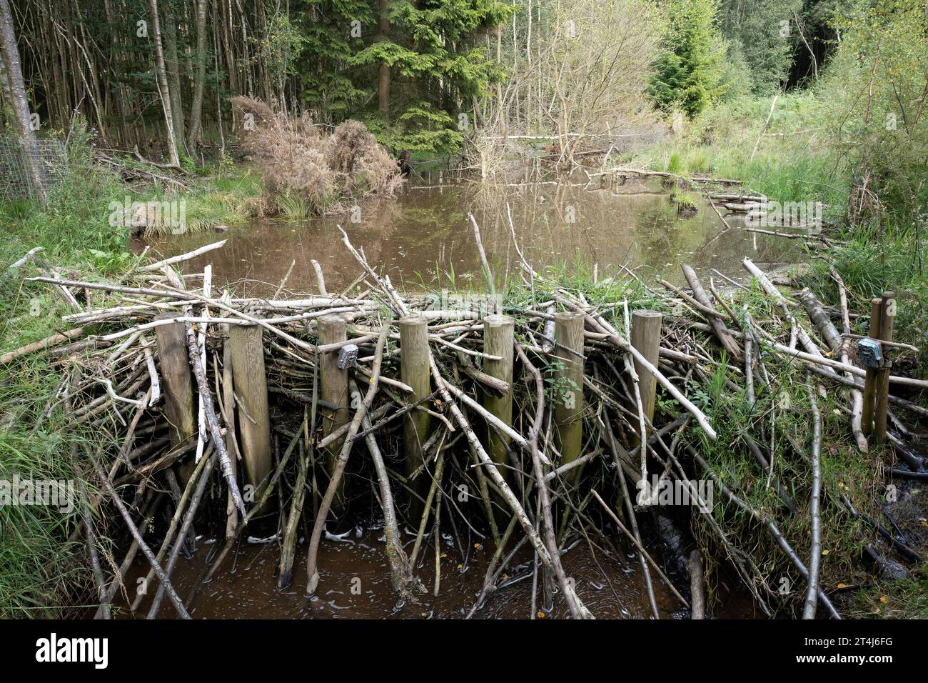 Ein Beaver Damm im Cropton Forest Stockfoto