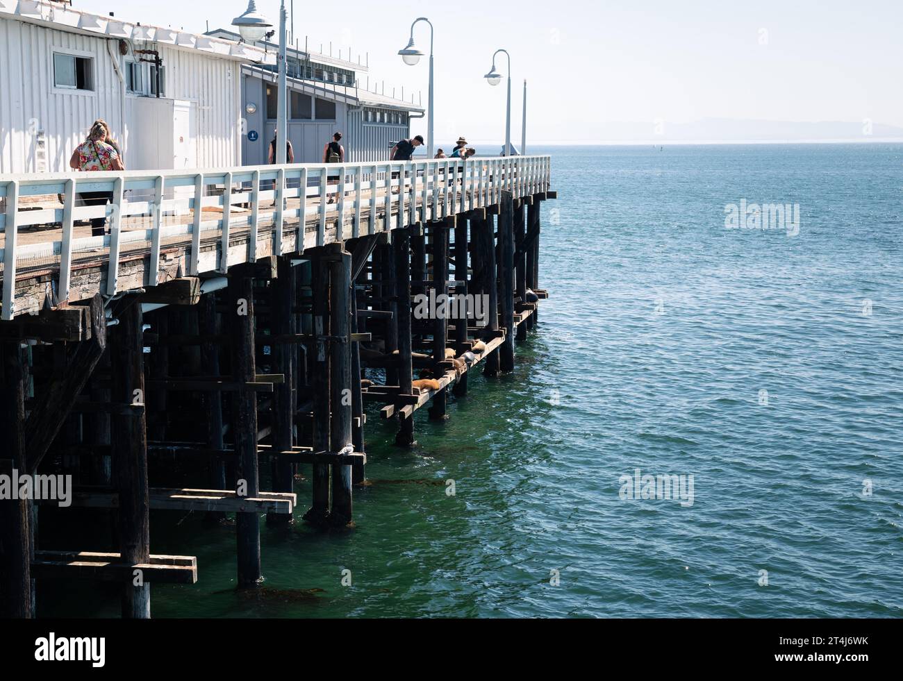 Leute, die Seelöwen auf der Santa Cruz Wharf sehen Stockfoto