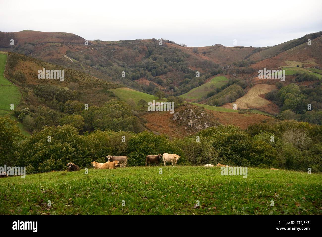 Rinderindustrie in Nordspanien. Grüne Weiden mit Herbstfarben. Ländlicher Kurzurlaub. Stockfoto