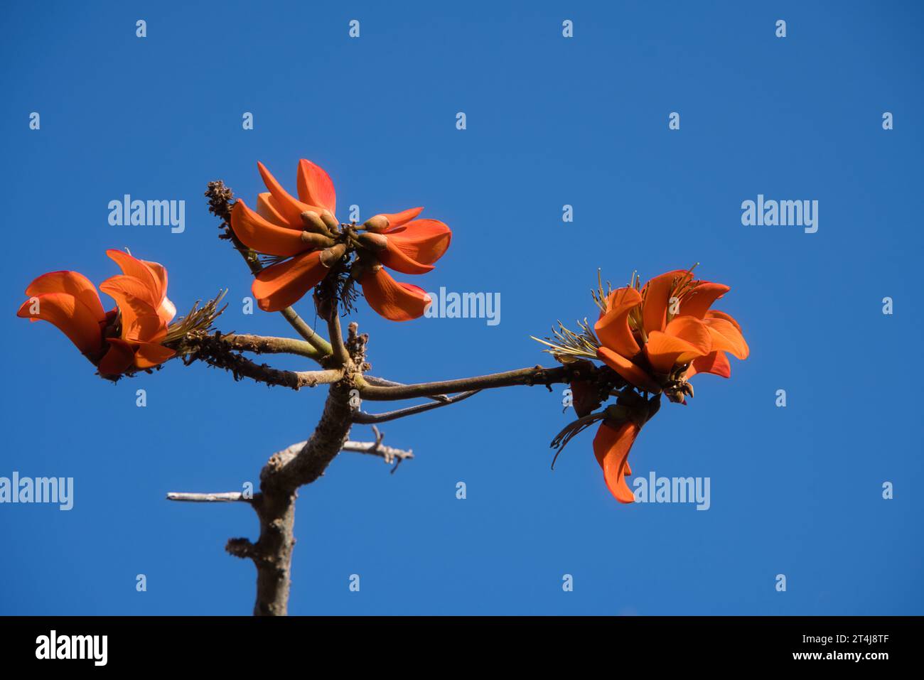 Tigerkralle, auch bekannt als Sunshine Tree und Mountain Ebenholz. Botanischer Name: Erithrina variegata. Stockfoto