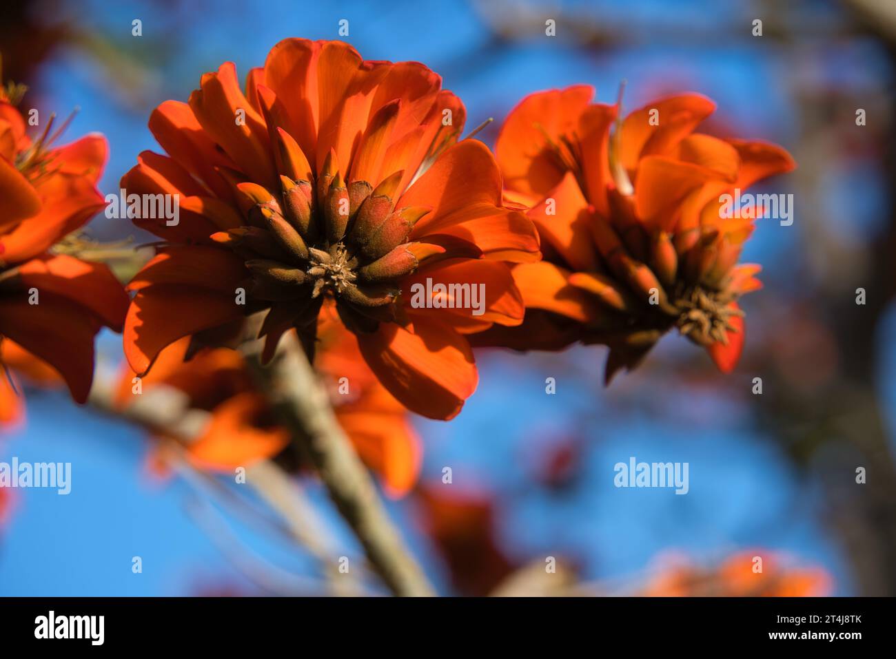 Toger’s Claw, auch bekannt als Sunshine Tree und Mountain Ebenholz. Botanischer Name: Erithrina variegata. Stockfoto