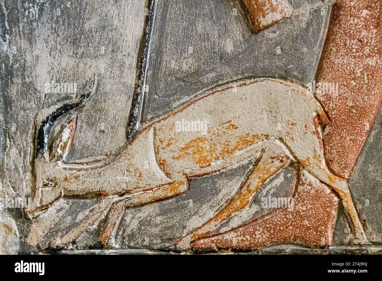 Ägypten, Sakkara, Grab von Mehu, Detail der Bringer-Prozession: Stolpernde Gazelle an der Leine. Stockfoto