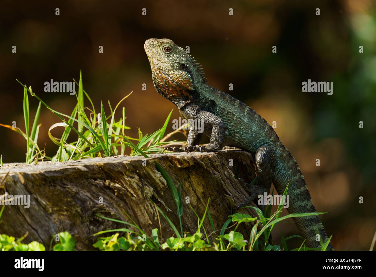 Posing Gippsland Water Dragon, Canberra, Australien Stockfoto