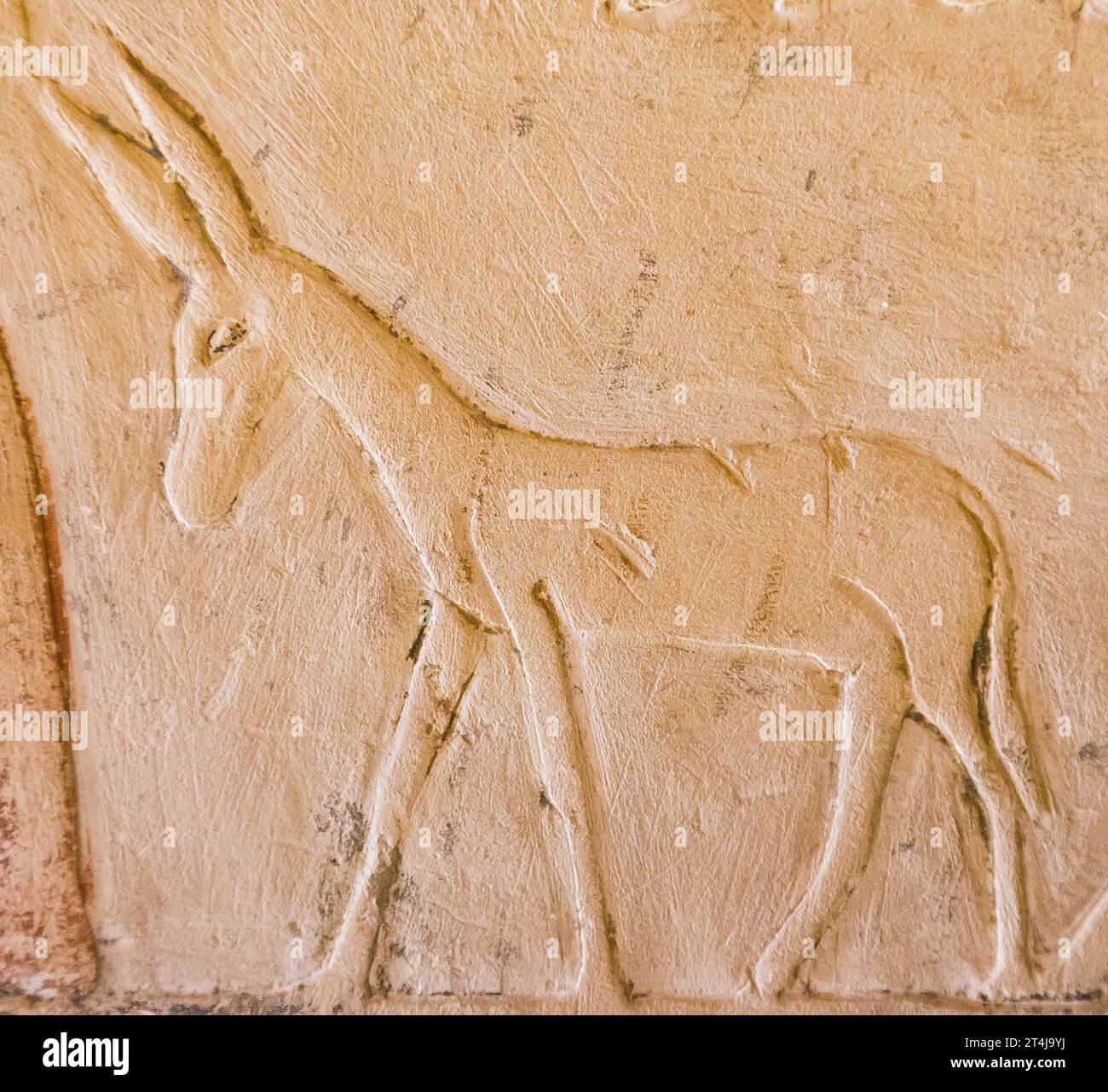 Ägypten, Sakkara, Grab von Mehu, Ernteszene: Esel. Stockfoto