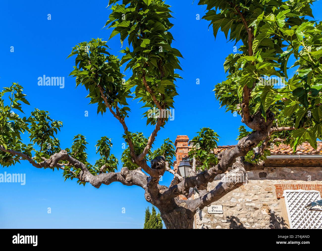Eine sehr schöne und seltene Rasse von Bäumen, die Amerikaner eine Platane nennen. Sie kommt in verschiedenen Gebieten der nördlichen Hemisphäre vor. Stockfoto