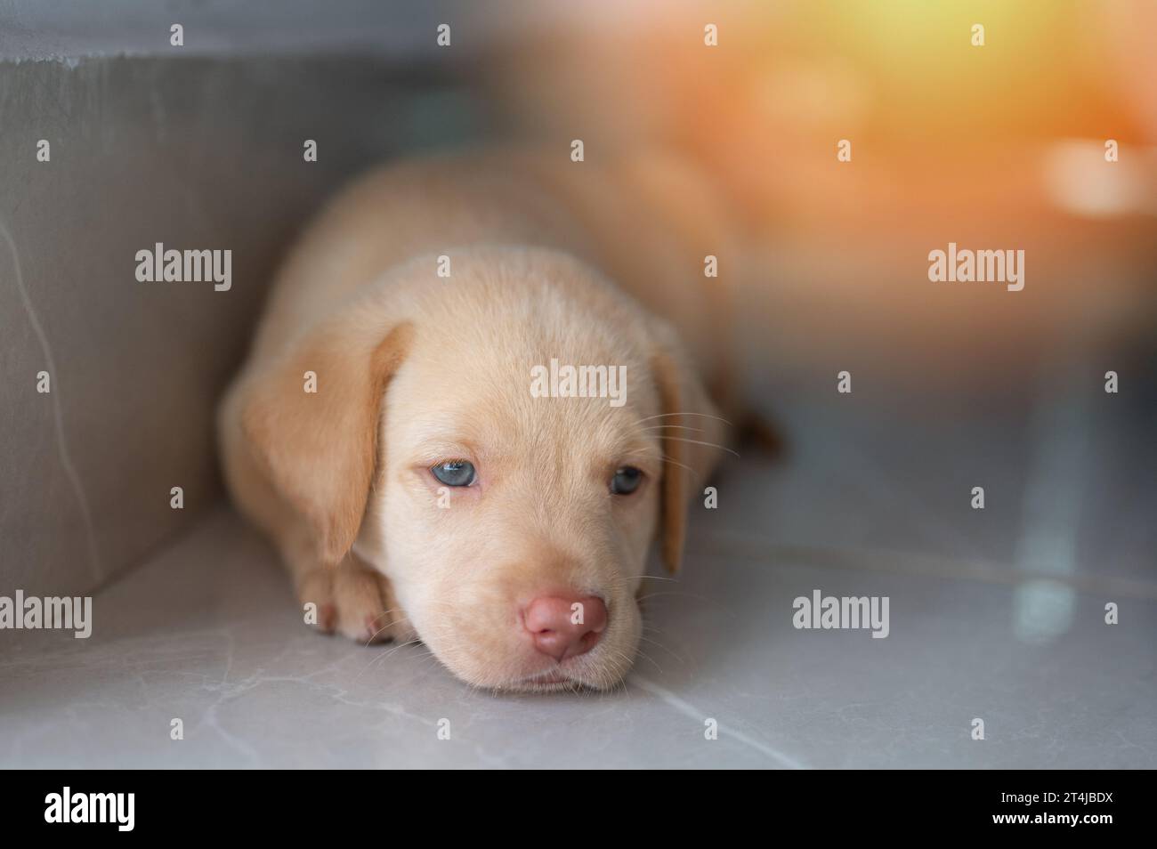 Kleines labrador-Hündchen auf dem Boden aus nächster Nähe Stockfoto