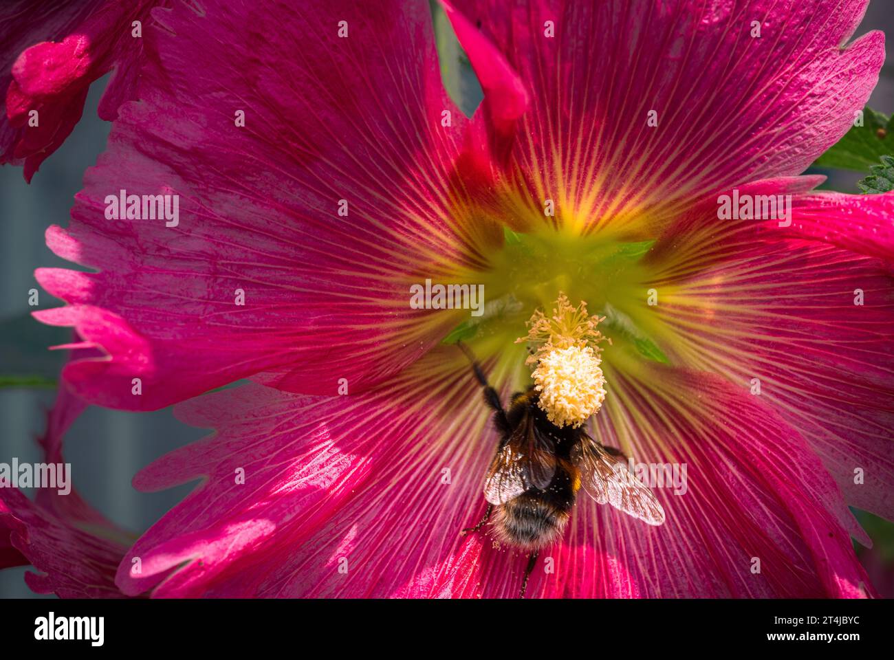 Eine Hummel bei einem Stamen aus blühendem roten Hollyhock Stockfoto