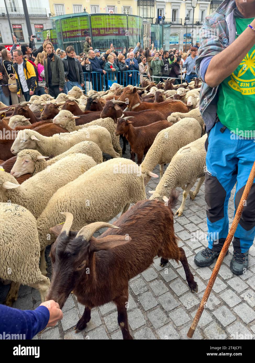 Madrid, Spanien - 23. Oktober 2023: Fiesta de la Trashumancia, Schaf- und Ziegenherden mit Herzern und traditionellen Kostümen auf Madrids Straßen auf ancie Stockfoto