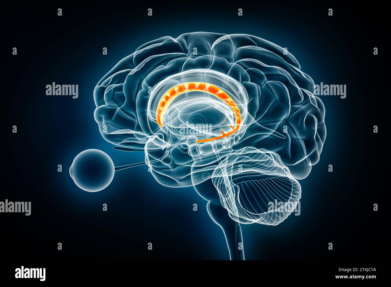 Darstellung der 3D-Darstellung des Nucleusprofils durch die Röntgenansicht des Kaudatuskerns. Anatomie des menschlichen Gehirns und der Basalganglien, Medizin, Gesundheitswesen, Biologie, Wissenschaft, Neuroscien Stockfoto
