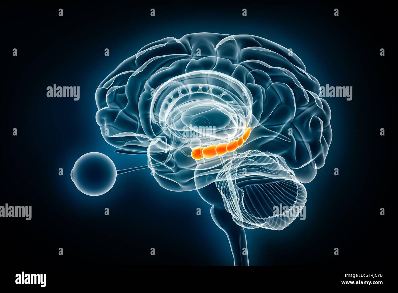 Hippocampus laterale Röntgendarstellung 3D-Darstellung. Menschliches Gehirn und limbisches System Anatomie, Medizin, Gesundheitswesen, Biologie, Wissenschaft, Neurowissenschaften, Stockfoto