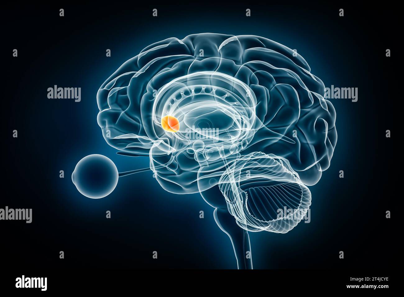 Nucleus Accumbens laterale Röntgenansicht 3D-Rendering-Illustration. Anatomie des menschlichen Gehirns und der Basalganglien, Medizin, Gesundheitswesen, Biologie, Wissenschaft, Neurosci Stockfoto