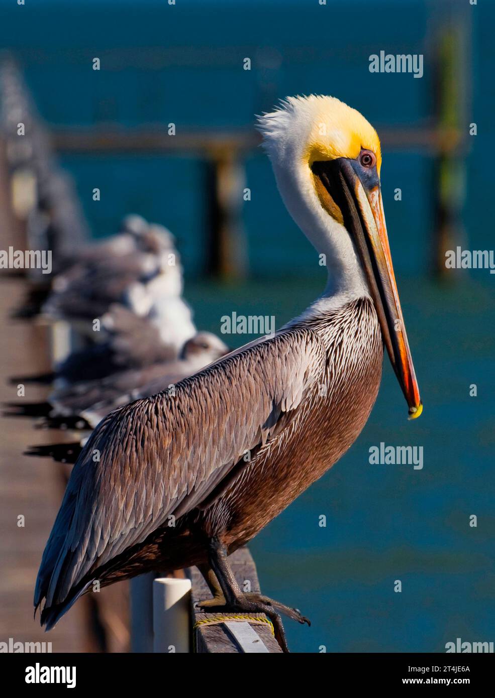 Pelikan in Corpus Christi, Texas Stockfoto