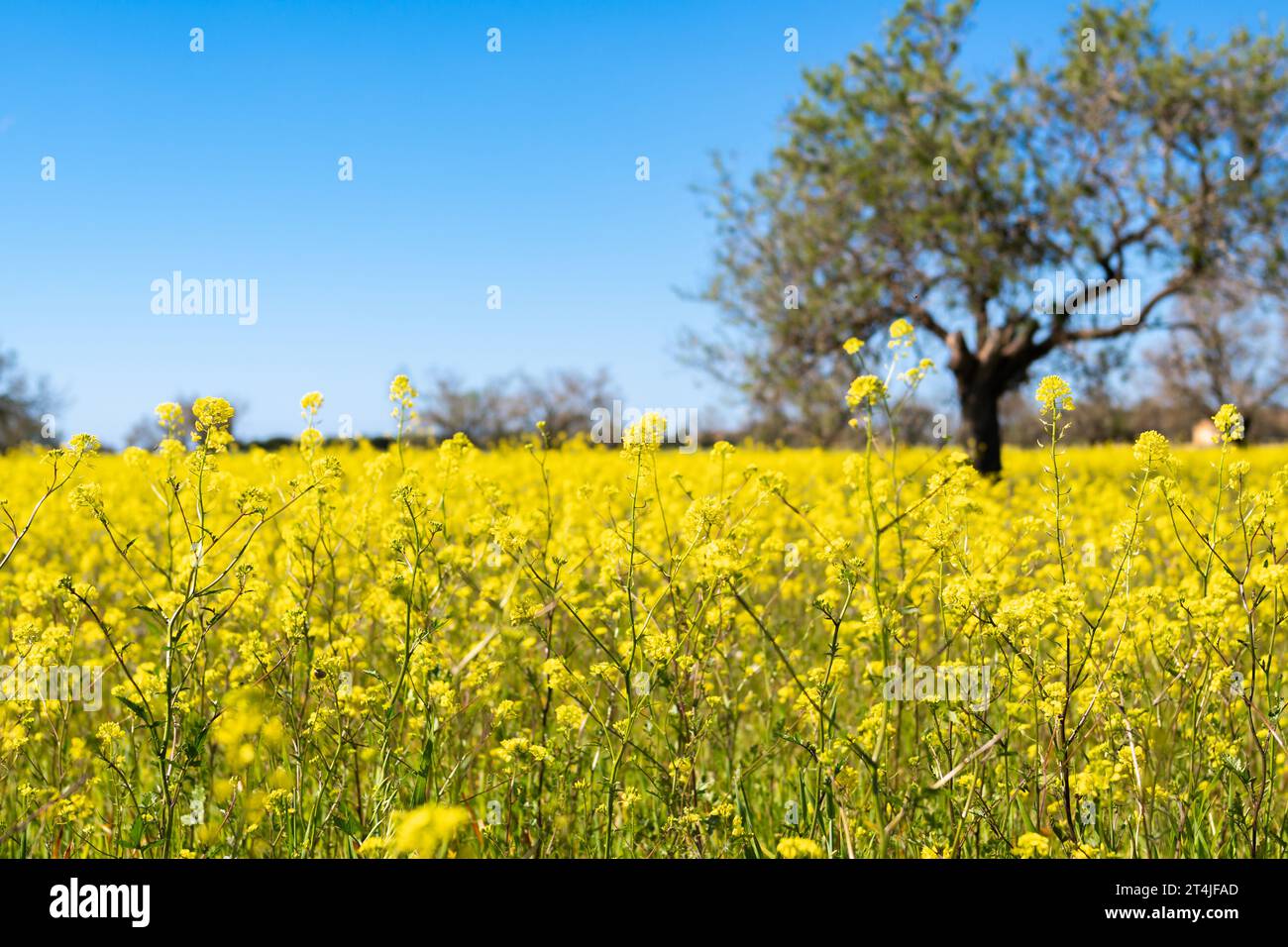 Blick auf eine Wiese voller gelber Blumen vor einem blauen Himmel ohne Wolken Stockfoto