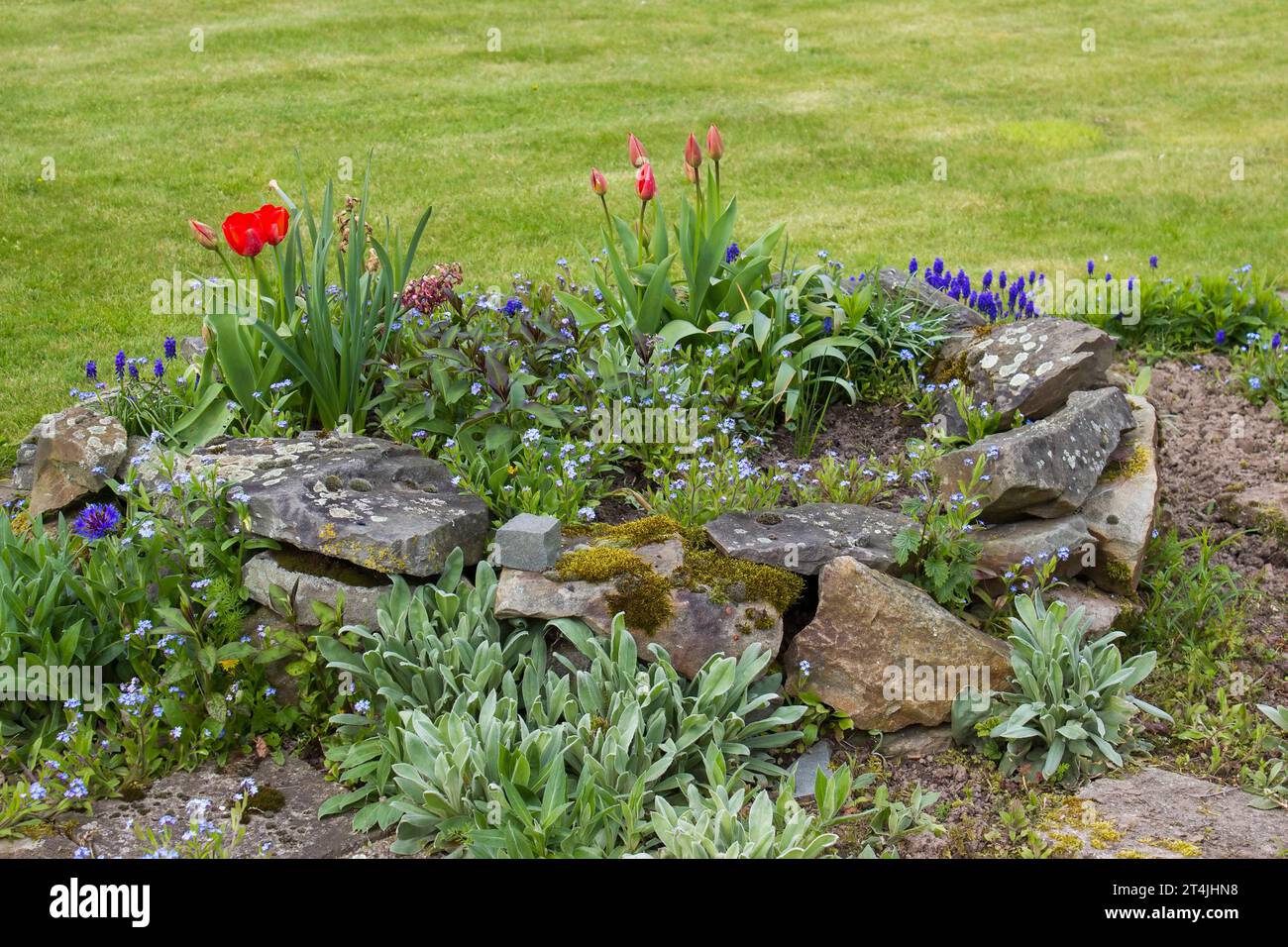 Natürliche Blumen und Steine im Garten. Gartenblumen-Teil Stockfoto