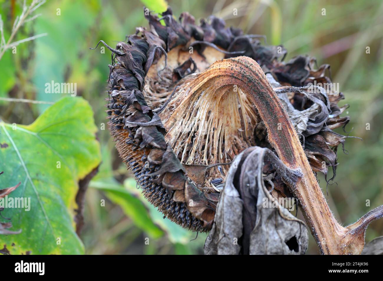 ​​​​​​​​​​Sclerotinia skleroorum-Erkrankungen von Sunflower​ (Weißer Schimmel). Sclerotinia-Kopffäule. Stockfoto