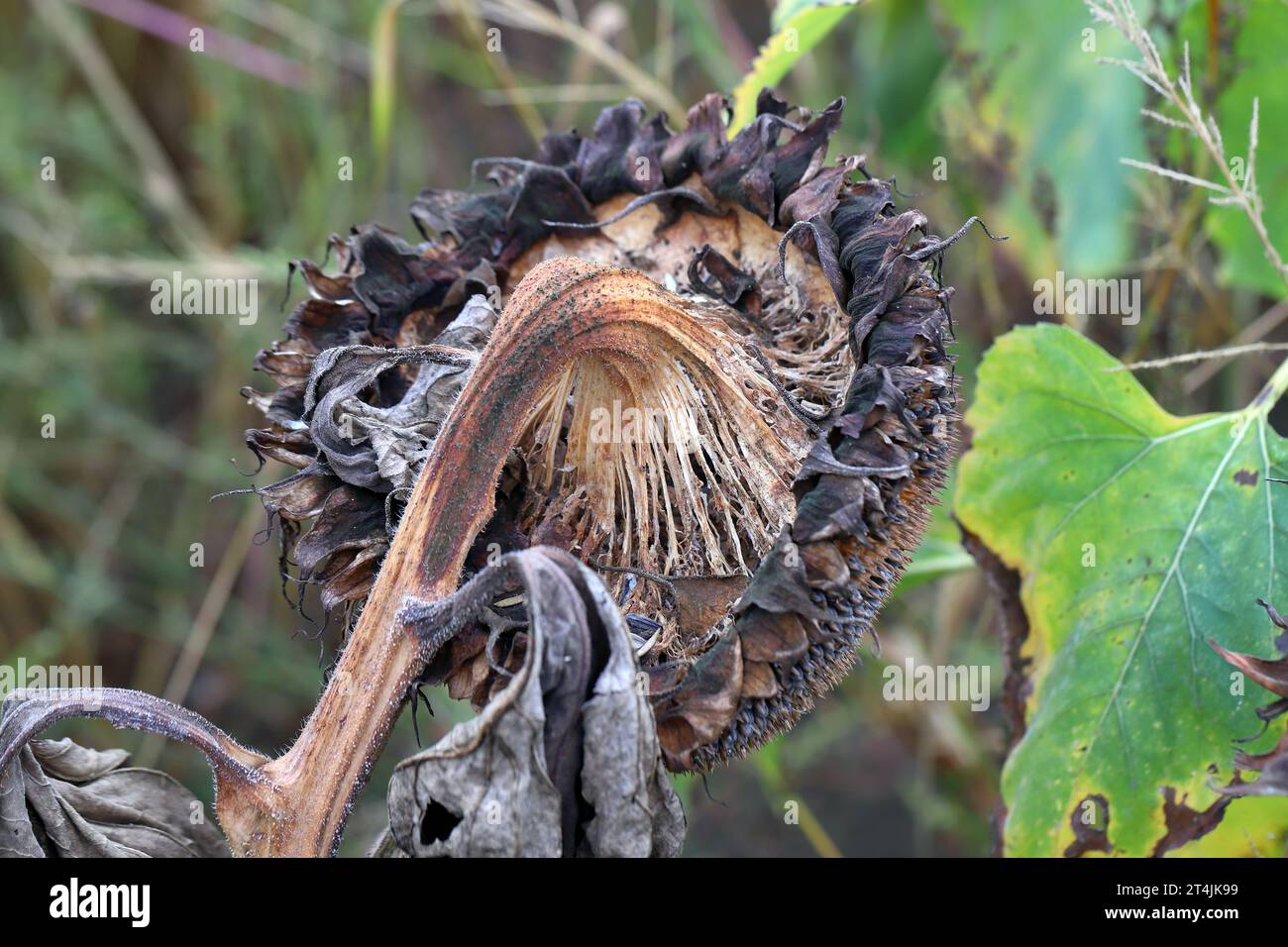 ​​​​​​​​​​Sclerotinia skleroorum-Erkrankungen von Sunflower​ (Weißer Schimmel). Sclerotinia-Kopffäule. Stockfoto